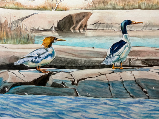 "Mr. and Mrs. Merganser" – Matted Watercolor Print, Ready to Frame