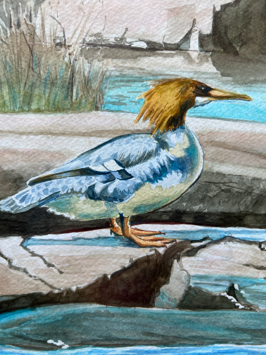 "Mr. and Mrs. Merganser", Outer Shoals Watercolor Print | Georgian Bay Lake Huron Art