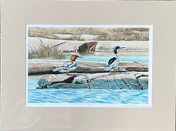 "Mr. and Mrs. Merganser" – Matted Watercolor Print, Ready to Frame