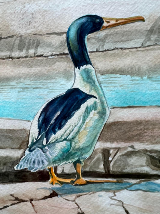 "Mr and Mrs. Merganser" Original Watercolor painting, *price available upon request*