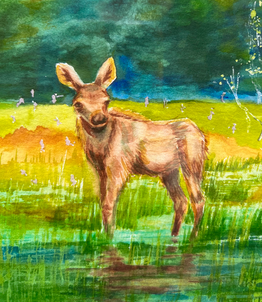 Moose Calf Surprise, Framed Fine Art Print (has a top mat)