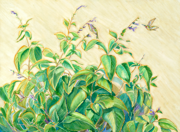 "Blue Sage & Hummingbirds" – Floral Watercolor Print | Fine Art by Pamela Hallock