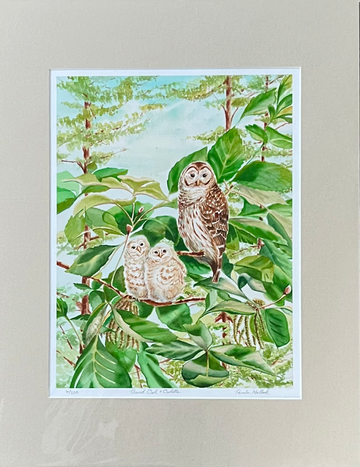 "Barred Owls"– Matted Watercolor Print of Mother Owl & Chicks, Ready to Frame