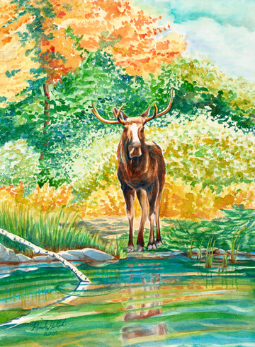 "Bull Moose", Watercolor Print | Wildlife Fine Art