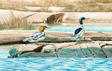 "Mr. and Mrs. Merganser", Outer Shoals Watercolor Print | Georgian Bay Lake Huron Art