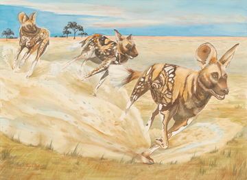 African Painted Dogs,  Watercolor Print | Wildlife Fine Art