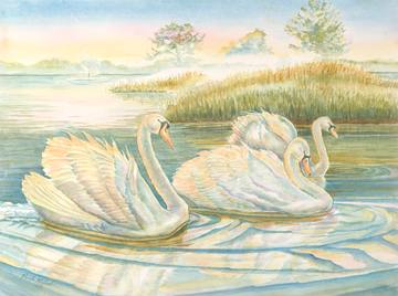 "Swan Lake" Watercolor Print | Trumpeter Swans Fine Art