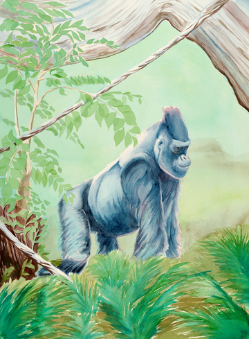 "Ndume", Silverback Gorilla Watercolor Print | Cincinnati Zoo