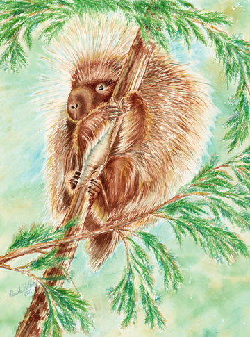 "Sunrise Porcupine", Porcupine Watercolor Print | Woodland Wildlife Fine Art