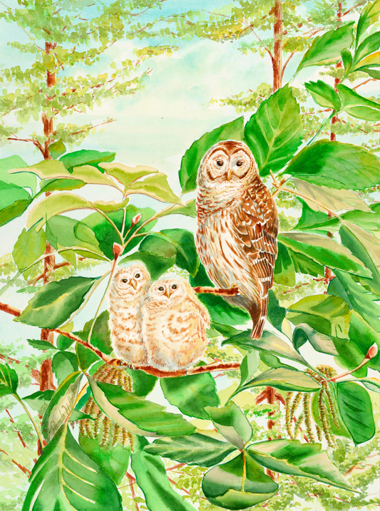 "Barred Owl and Owlets", Original Watercolor Painting,  *price available upon request*