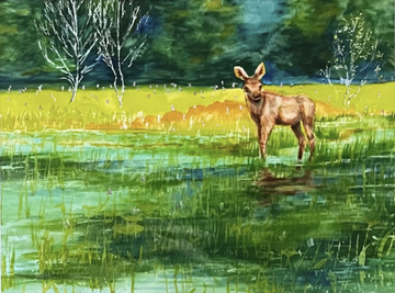 Moose Calf Surprise | Watercolor Wildlife Art Print by Pamela Hallock | Georgian Bay Watercolors