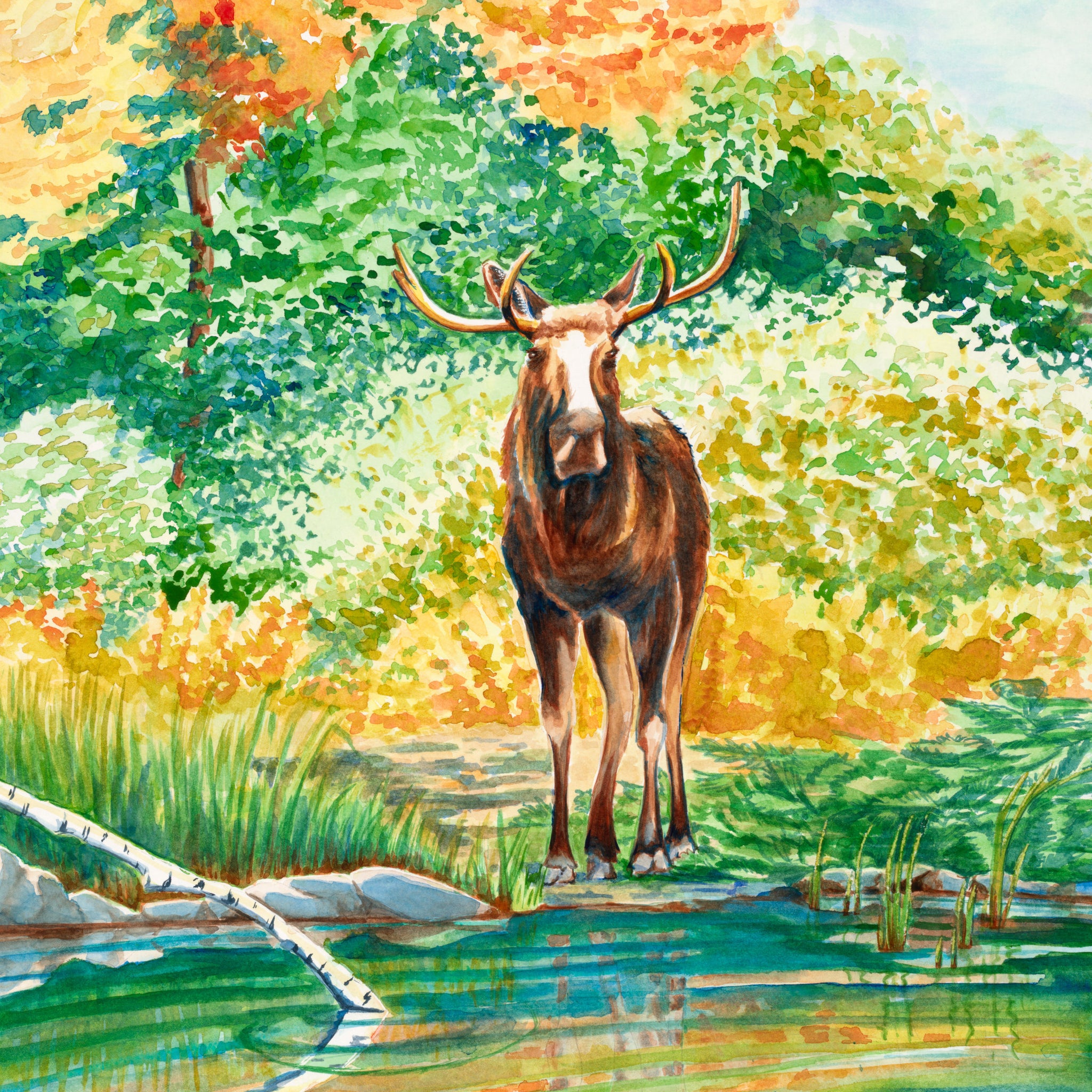 Bull Moose, Watercolor Print