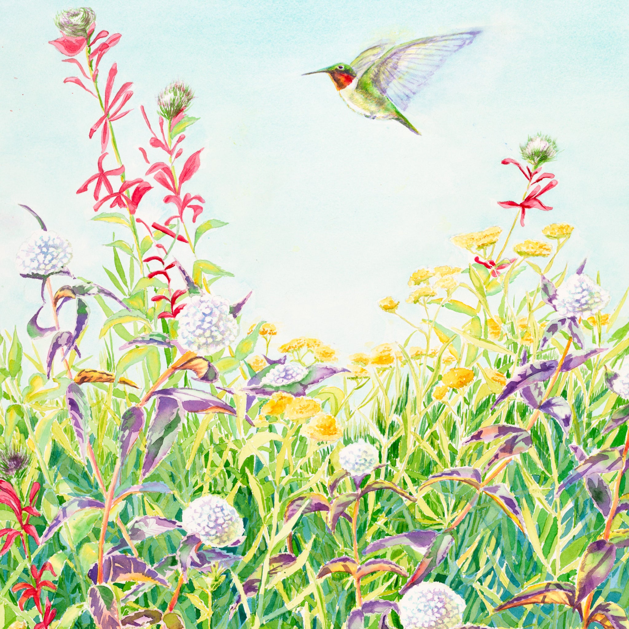 Ruby-Throated Hummingbird, Watercolor Print