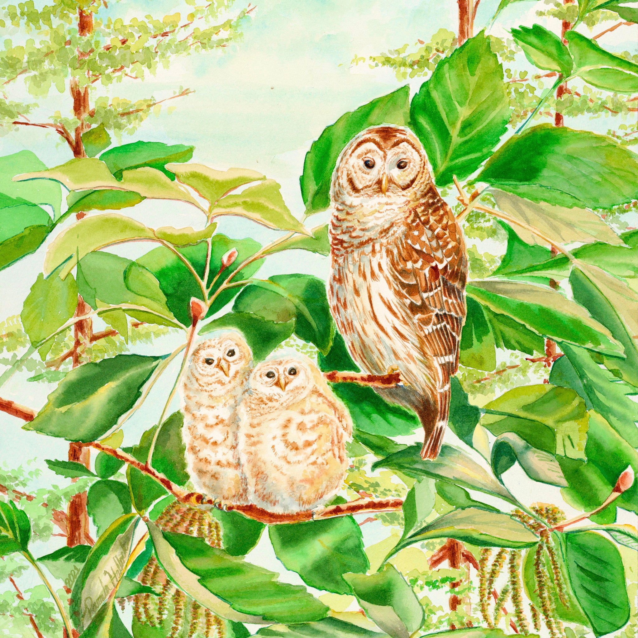 Barred Owl and Owlets, Watercolor Print