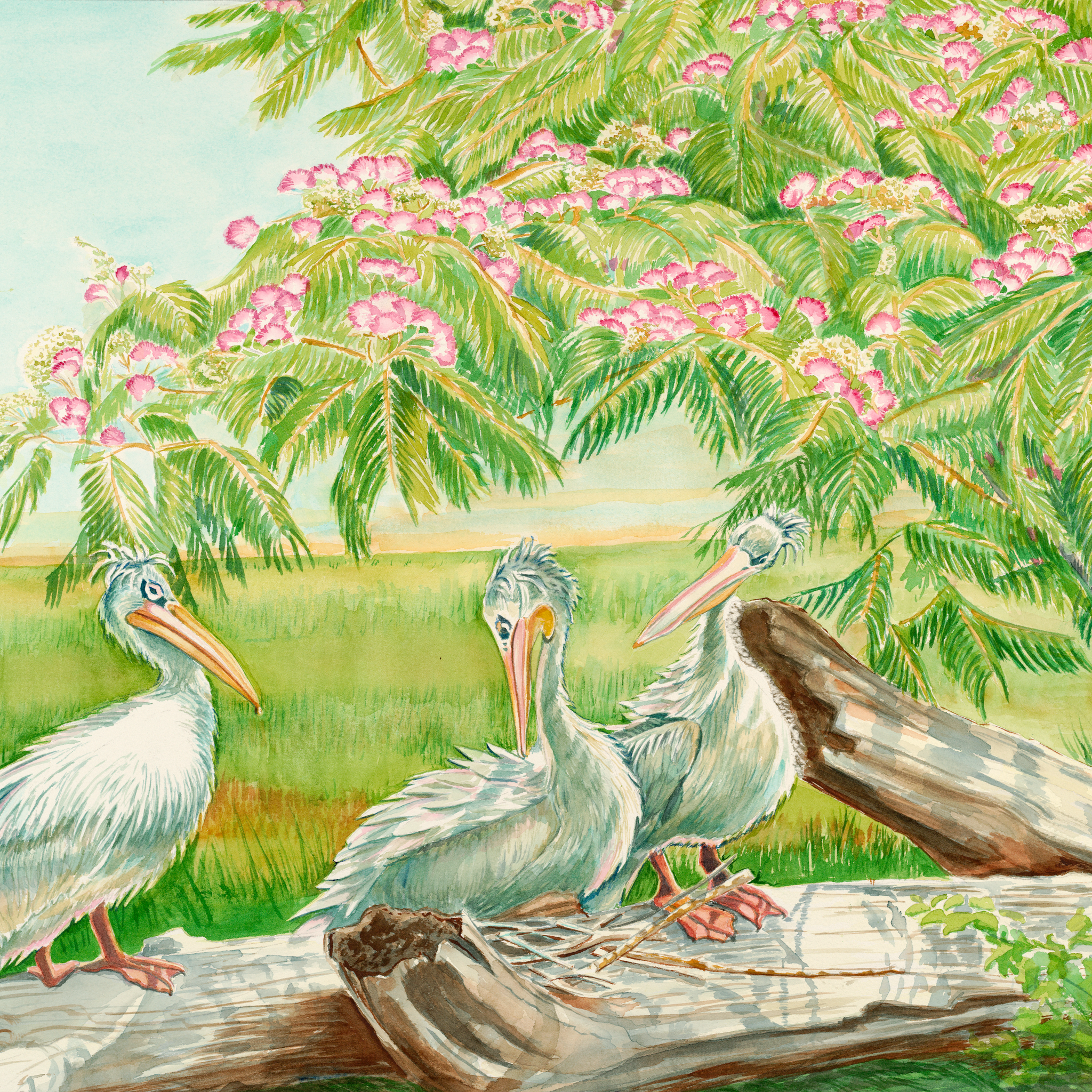 Pink Backed Pelicans, Cincinnati Zoo & Botanical Garden, Watercolor Print