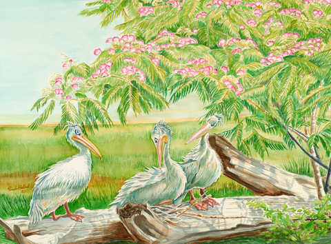 Pink Backed Pelicans, Cincinnati Zoo & Botanical Garden, watercolor print